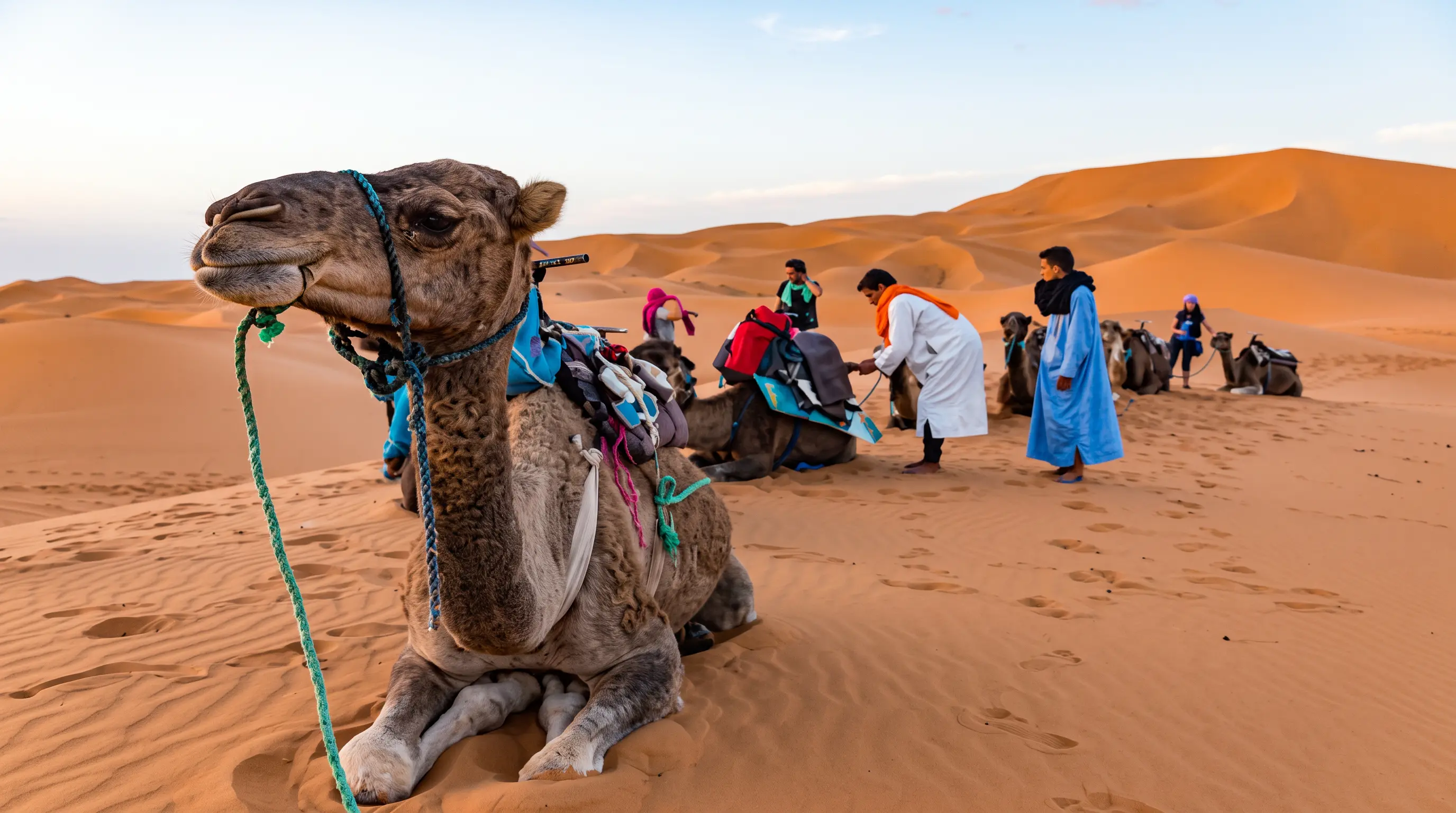 Safari Adventure