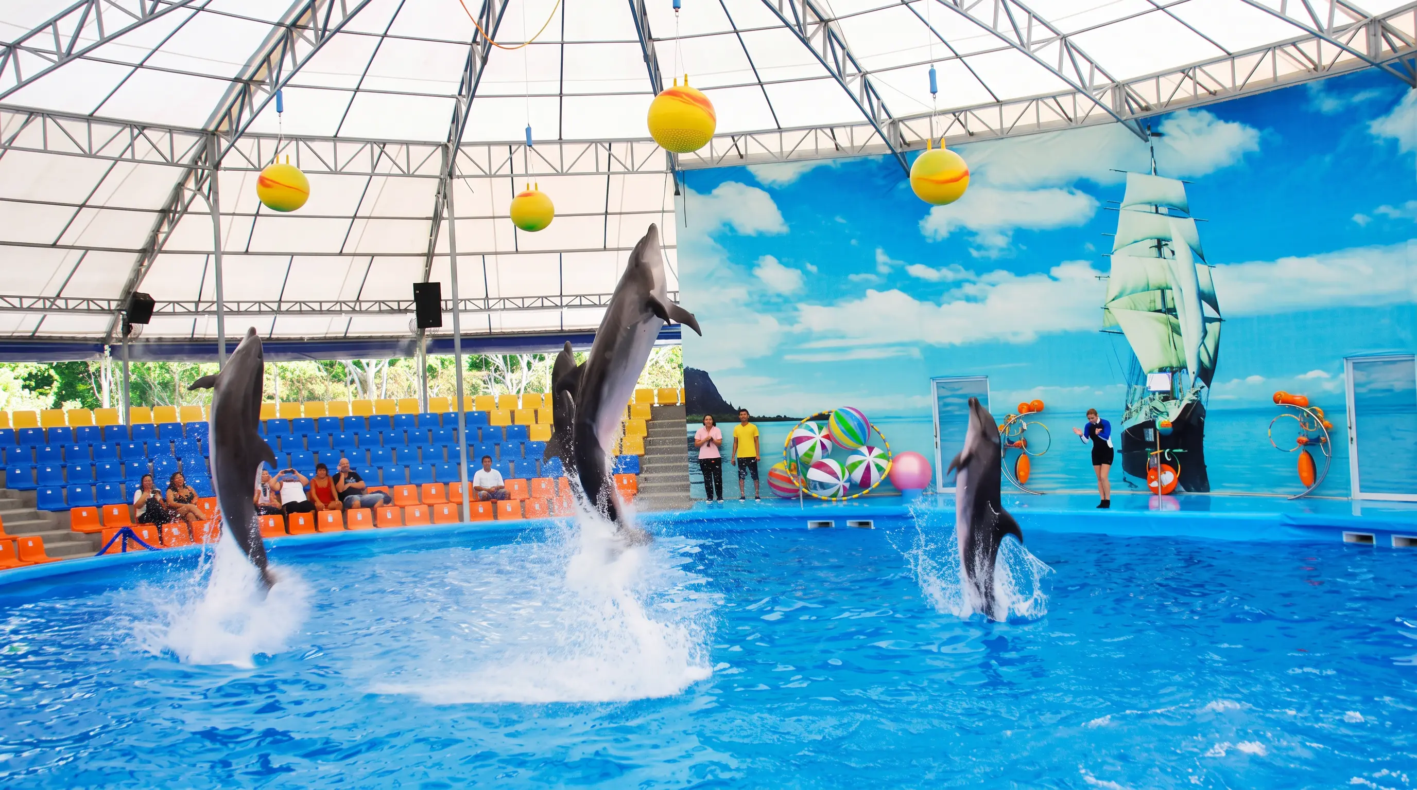 Dolphin Show