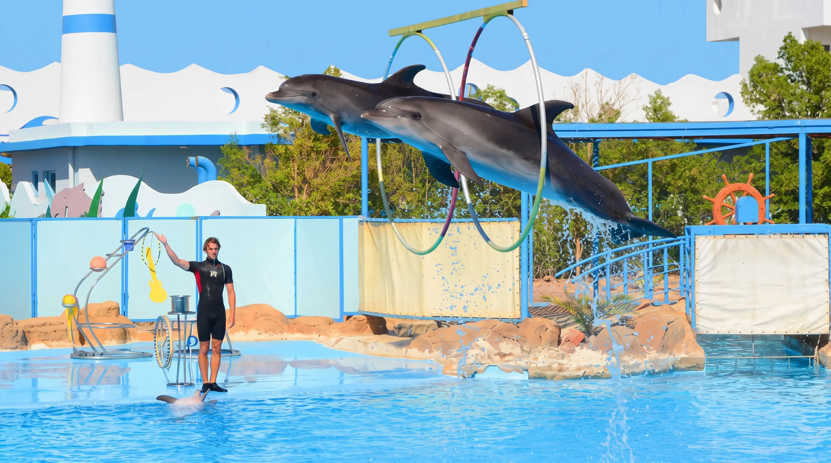 Dolphin Show