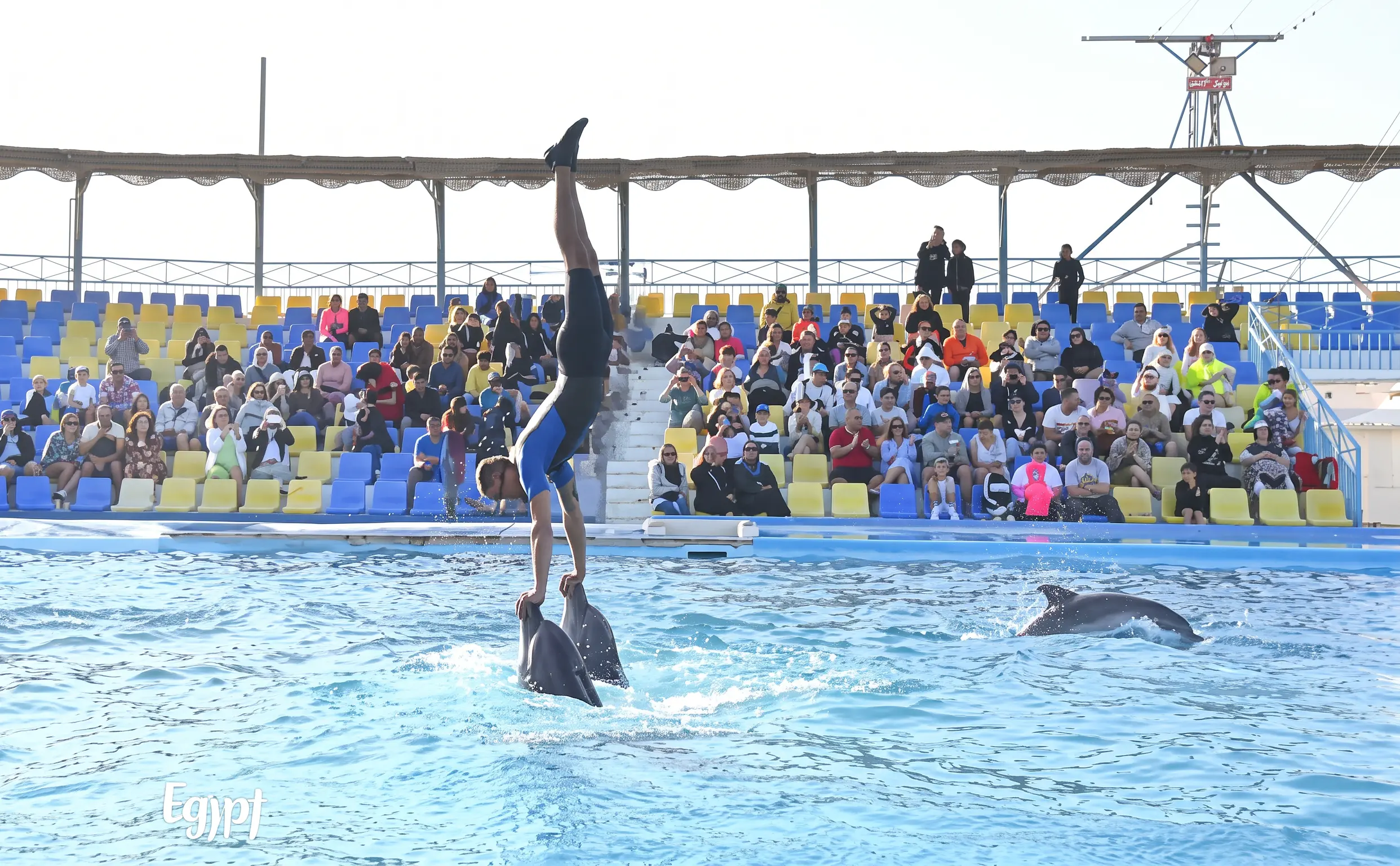 Dolphin Show