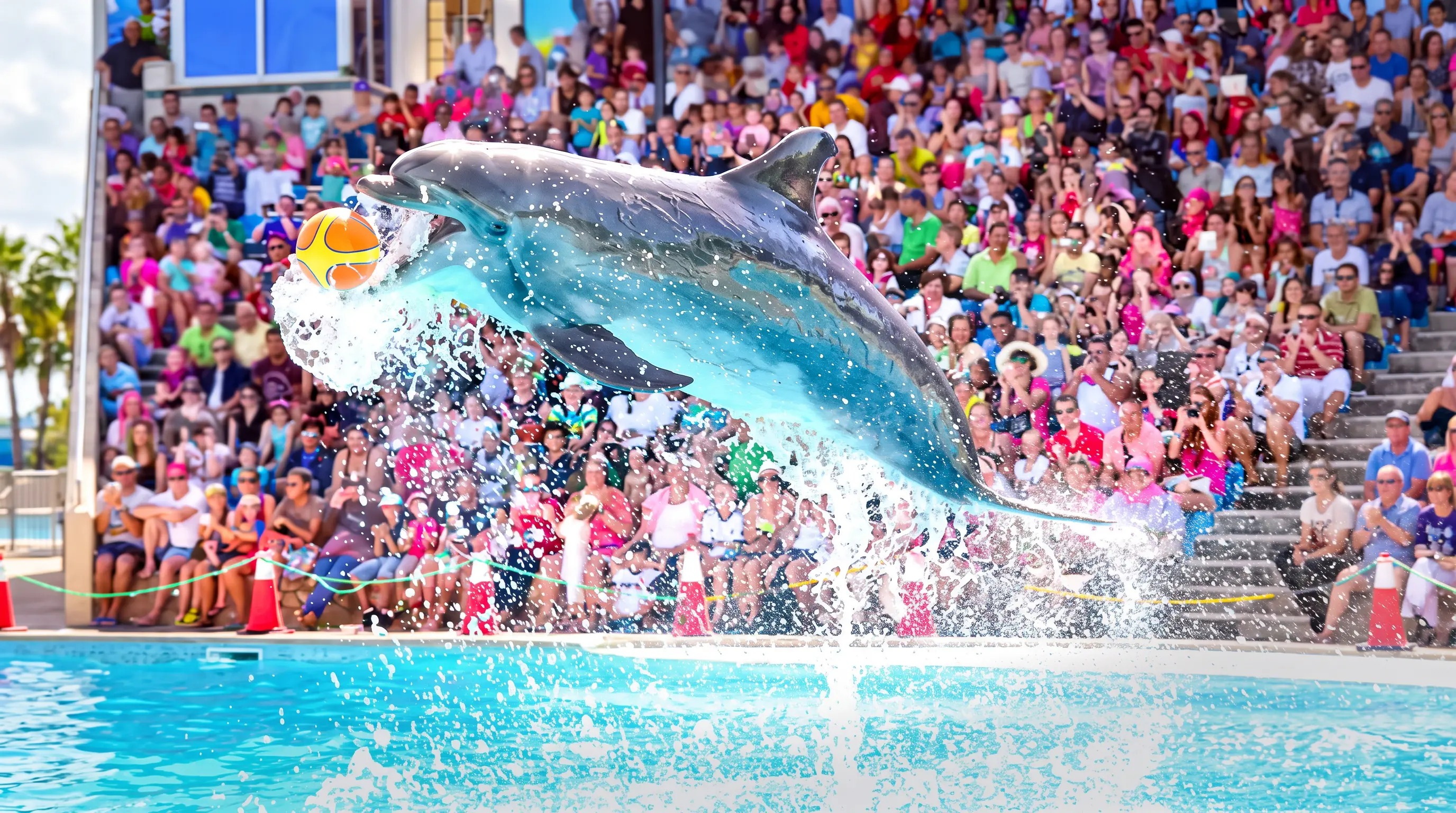 Dolphin Show